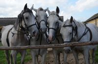 Fotogalerie WPol-Reise 2013 nach PECS & MOHACS